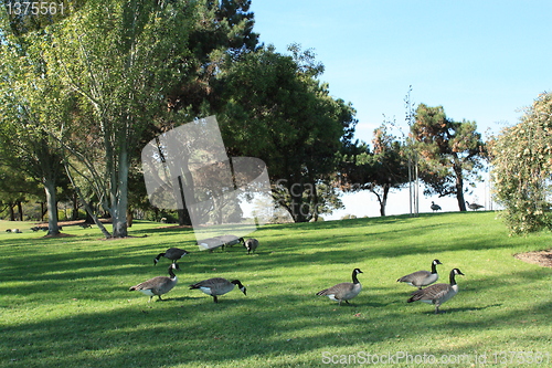Image of Geese roaming the park