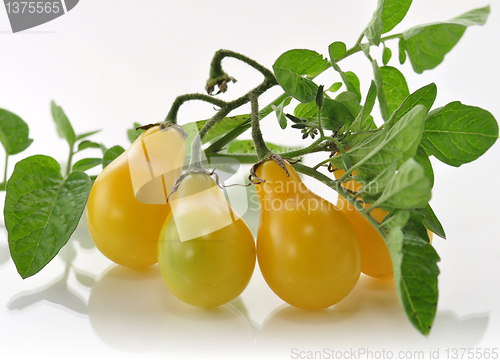 Image of yellow tomatoes 