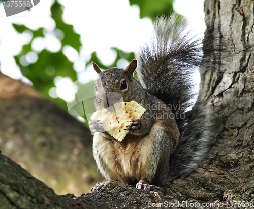 Image of grey squirrel