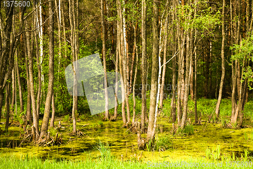 Image of trees growing in the swamp