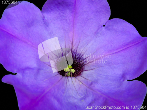 Image of petunia flower