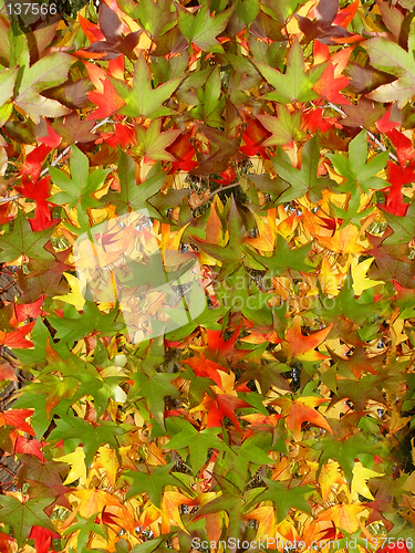 Image of Colorful autumn leaves