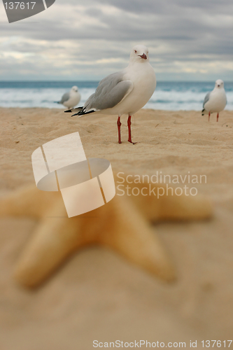 Image of Sealife