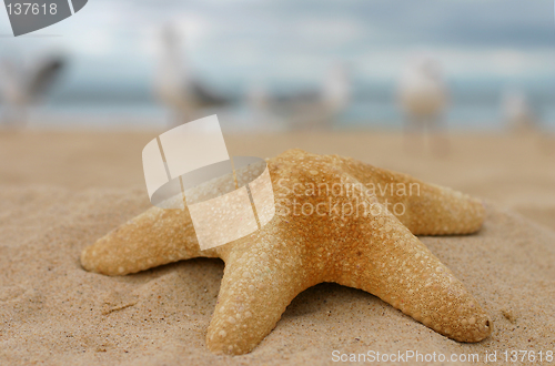 Image of Starfish on sand