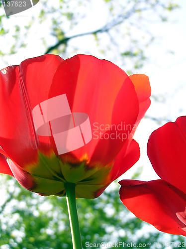 Image of Tulips