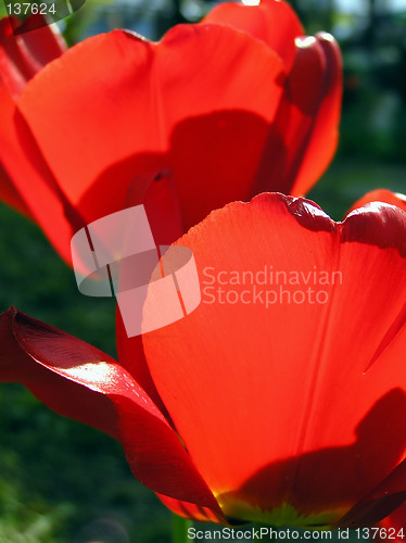 Image of Red tulips