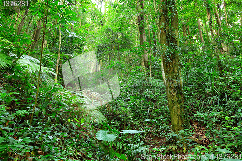 Image of green forest