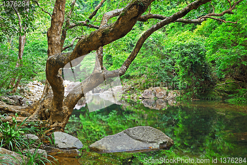 Image of forest with water and tree
