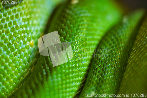 Image of green snake skin