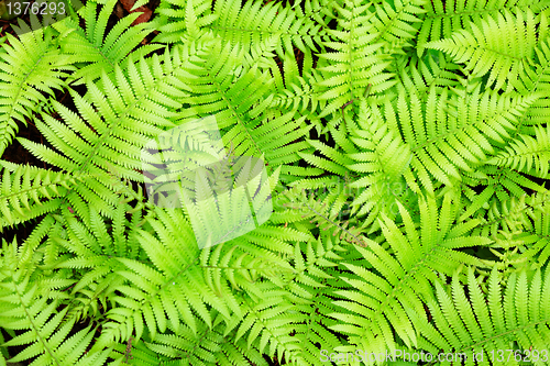 Image of Green leaves