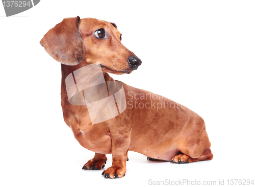 Image of dachshund dog