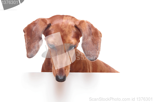 Image of dachshund dog looking down