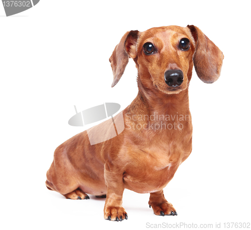 Image of dachshund dog