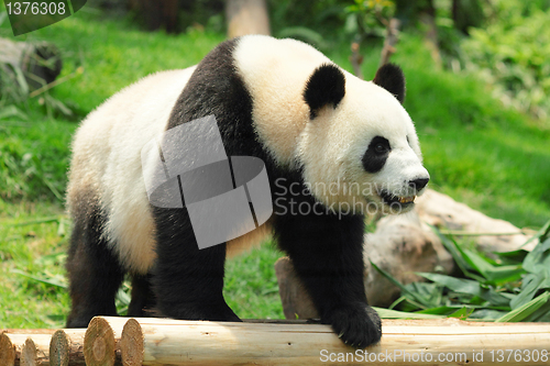 Image of panda