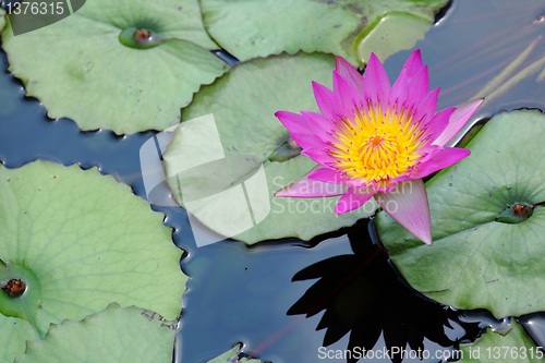 Image of waterlily