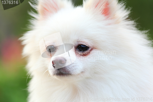 Image of pomeranian dog