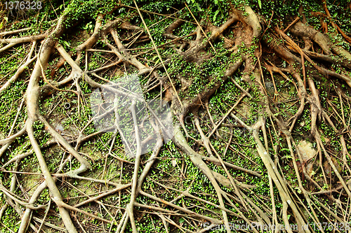 Image of tree root