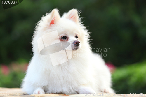 Image of pomeranian dog