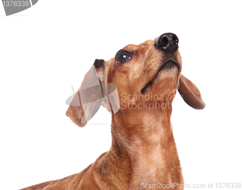 Image of dachshund dog looking up