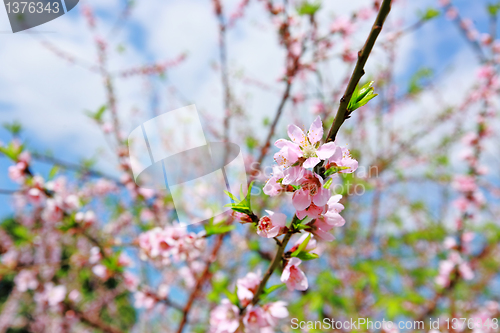 Image of peach blossom