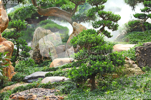 Image of chinese garden plants