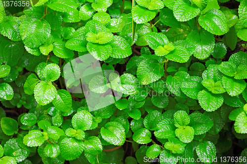 Image of plant background