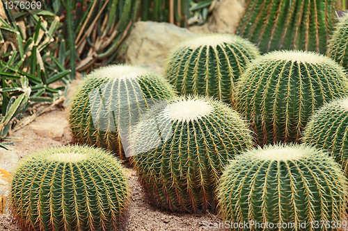 Image of Cactus in Desert