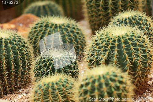 Image of Cactus in Desert