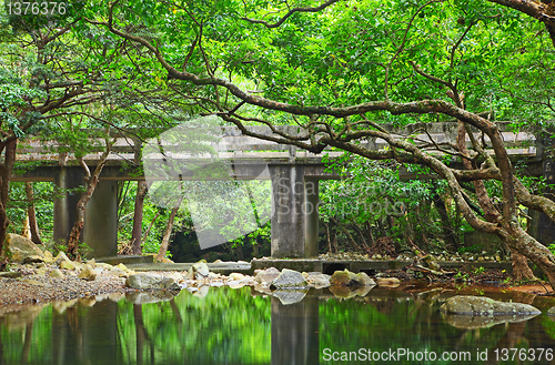 Image of Bridge in forest