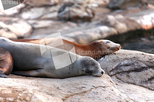 Image of Sleeping sea lions