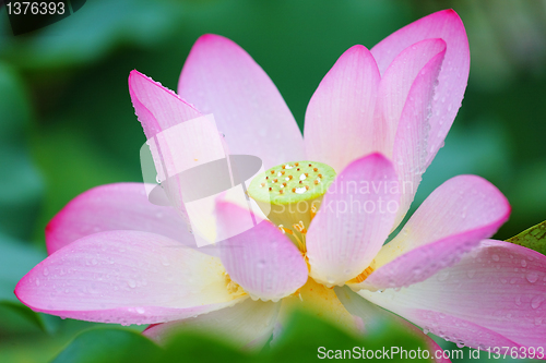 Image of lotus flower