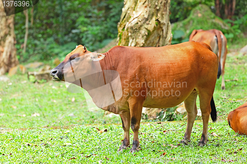 Image of Cow