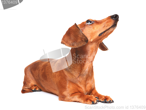 Image of dachshund dog look up