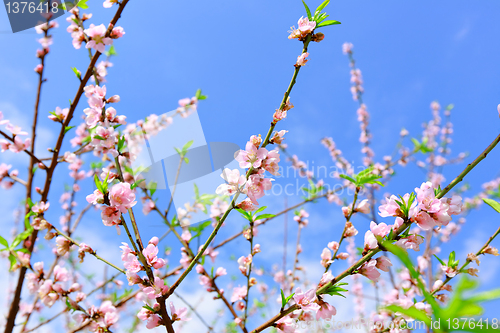 Image of peach blossom