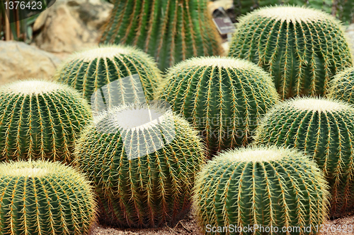 Image of cactus