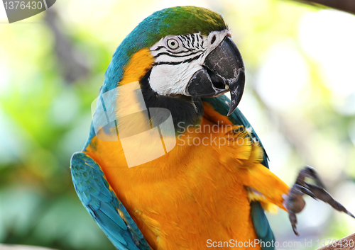 Image of coloured Macaw parrot