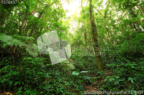 Image of green forest