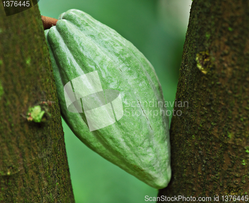 Image of Cocoa pod