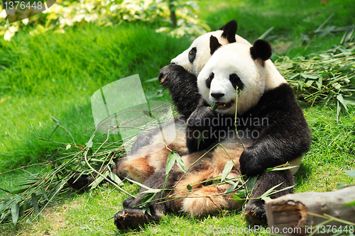 Image of panda