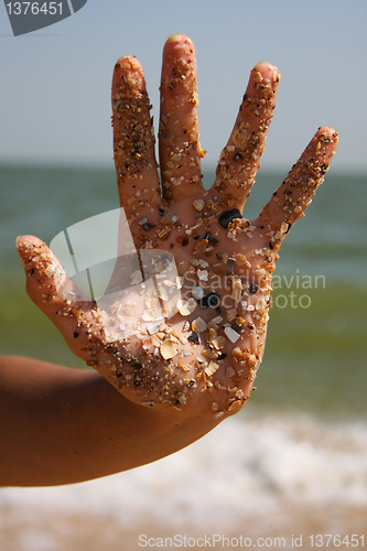 Image of hand in shells