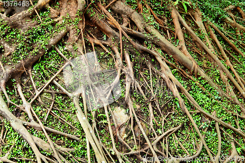 Image of tree root