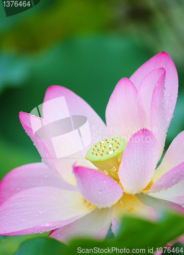 Image of lotus flower