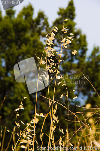 Image of yellow grass