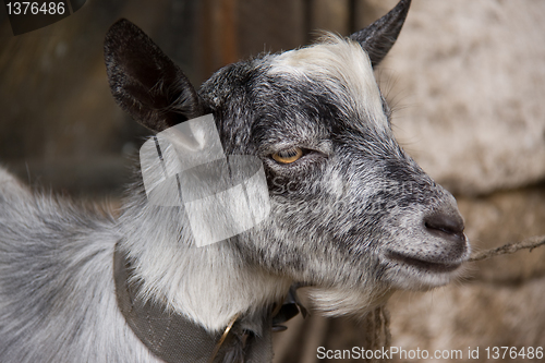 Image of goat