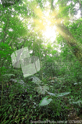 Image of tree forest during spring 