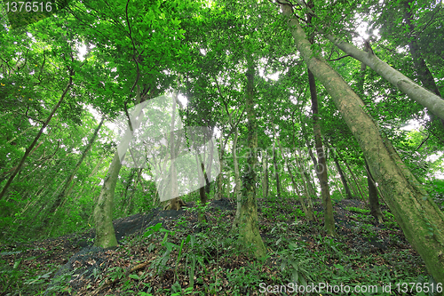 Image of Trees in the forest