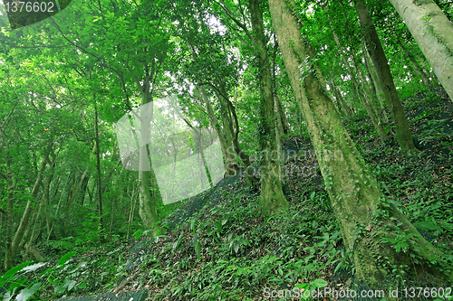 Image of Trees in the forest