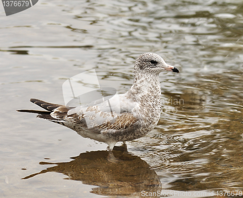 Image of seagull 