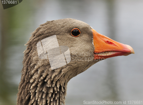 Image of wild goose 