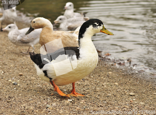 Image of wild ducks 